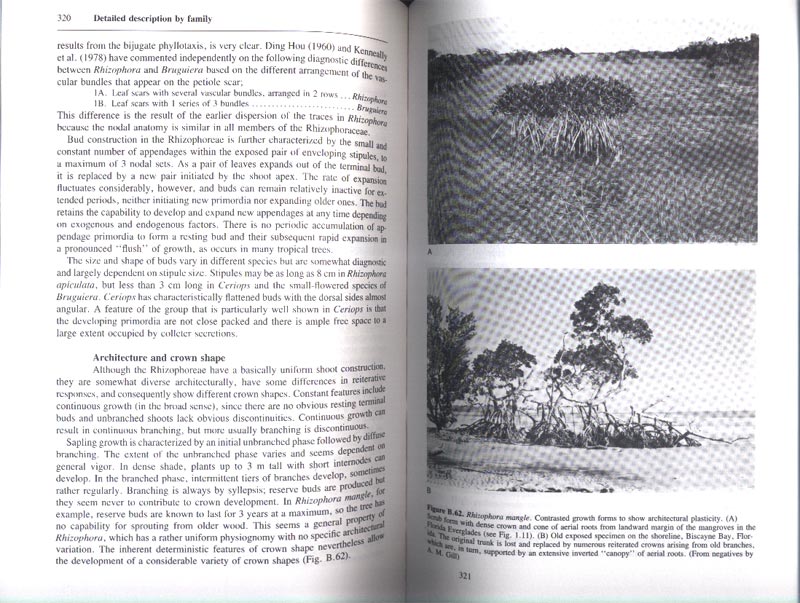 The Botany of Mangroves - Reprint - aus dem Buch